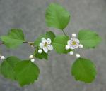 Crataegus schuettei Ashe