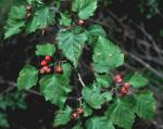 Crataegus schuettei Ashe