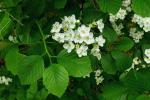 Crataegus succulenta Schrad. ex Link var. neofluvialis (Ashe) E.J. Palmer
