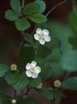 Crataegus uniflora Muenchh.