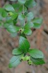 Crataegus uniflora Muenchh.