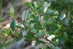 Crataegus uniflora Muenchh.