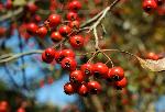 Crataegus viridis L. var. viridis