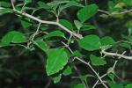 Crataegus viridis L. var. viridis