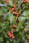 Crataegus viridis L. var. viridis