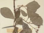 Crataegus ×persimilis Sargent