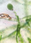 Crepidomanes intricatum (Farrar) Ebihara & Weakley