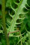 Crepis capillaris (L.) Wallr.