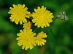 Crepis capillaris (L.) Wallr.