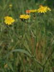 Crepis capillaris (L.) Wallr.