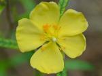 Crocanthemum canadense (L.) Britton