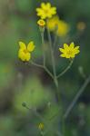 Croptilon divaricatum (Nutt.) Raf.