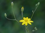 Croptilon divaricatum (Nutt.) Raf.