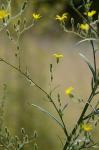 Croptilon divaricatum (Nutt.) Raf.