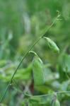 Crotalaria purshii DC.