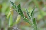 Crotalaria sagittalis L.