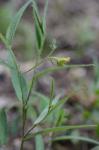 Crotalaria sagittalis L.