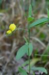 Crotalaria sagittalis L.