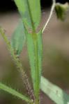 Crotalaria sagittalis L.