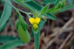 Crotalaria sagittalis L.