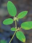 Croton monanthogynus Michx.