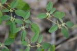 Croton monanthogynus Michx.