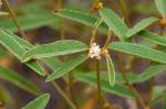Croton willdenowii Webster