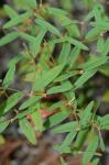 Croton willdenowii Webster
