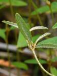 Croton willdenowii Webster