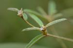 Croton willdenowii Webster