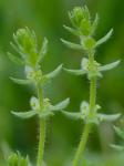 Galium pedemontanum (Bellardi) Allioni