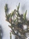 Cryphaea glomerata Schimp. ex Sull.