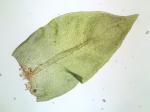 Cryphaea glomerata Schimp. ex Sull.