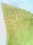 Cryphaea glomerata Schimp. ex Sull.