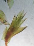Cryphaea glomerata Schimp. ex Sull.