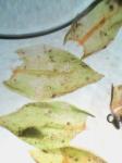Cryphaea glomerata Schimp. ex Sull.