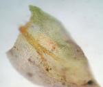 Cryphaea glomerata Schimp. ex Sull.