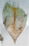 Cryphaea glomerata Schimp. ex Sull.