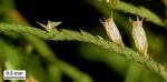 Cryphaea glomerata Schimp. ex Sull.