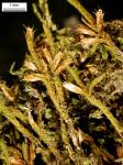 Cryphaea glomerata Schimp. ex Sull.