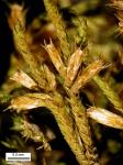 Cryphaea glomerata Schimp. ex Sull.