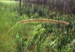 Ctenium aromaticum (Walt.) Wood