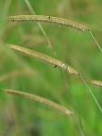 Ctenium aromaticum (Walt.) Wood