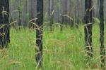 Ctenium aromaticum (Walt.) Wood