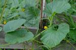 Cucumis melo L.