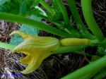Cucurbita pepo L.