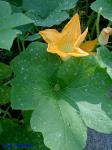 Cucurbita pepo L.