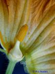 Cucurbita pepo L.