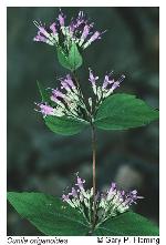 Cunila origanoides (L.) Britt.