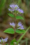 Cunila origanoides (L.) Britt.